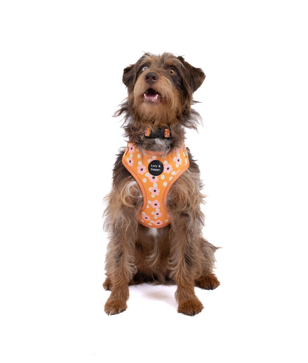 Clementine Harness