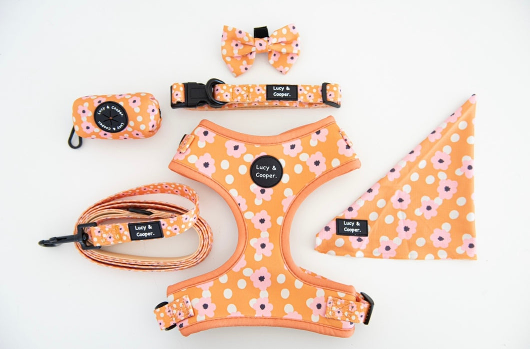 Clementine Bundle